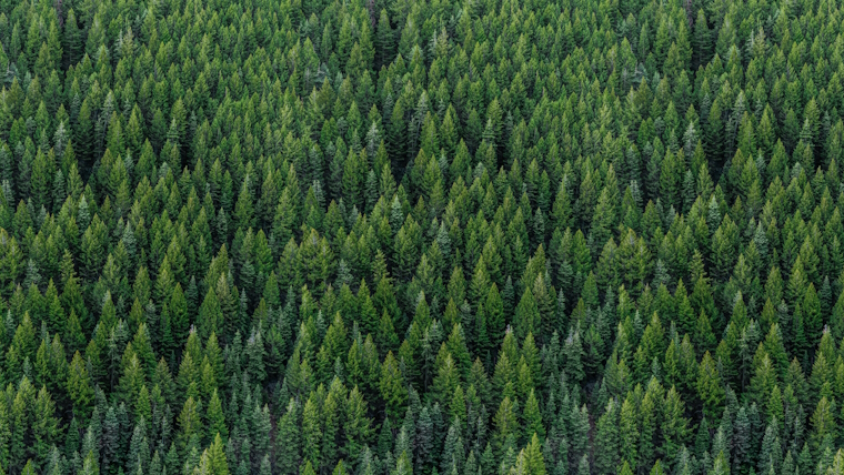 a dense forest of evergreen trees viewed from above showing a vast expanse of green foliage with no visible gaps between the trees