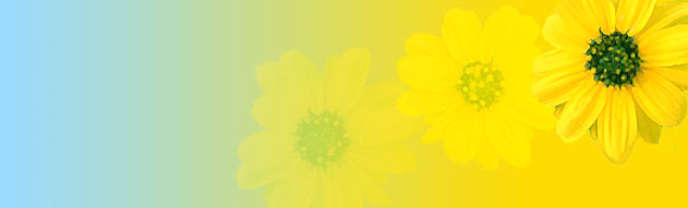 yellow-flower-fade-header.jpg