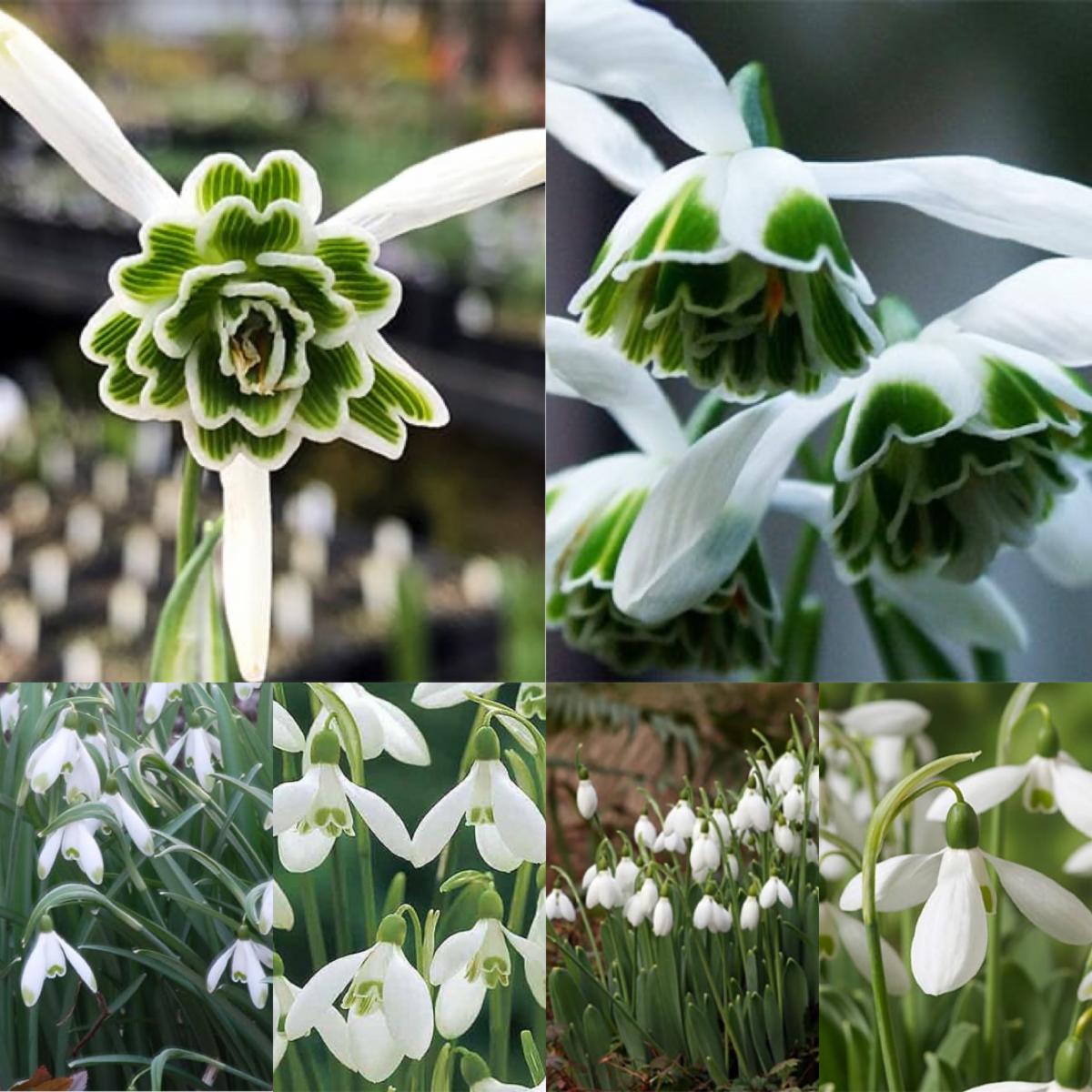 Snowdrops and Snowflakes for the Spring Garden Bulb, Rare Plant