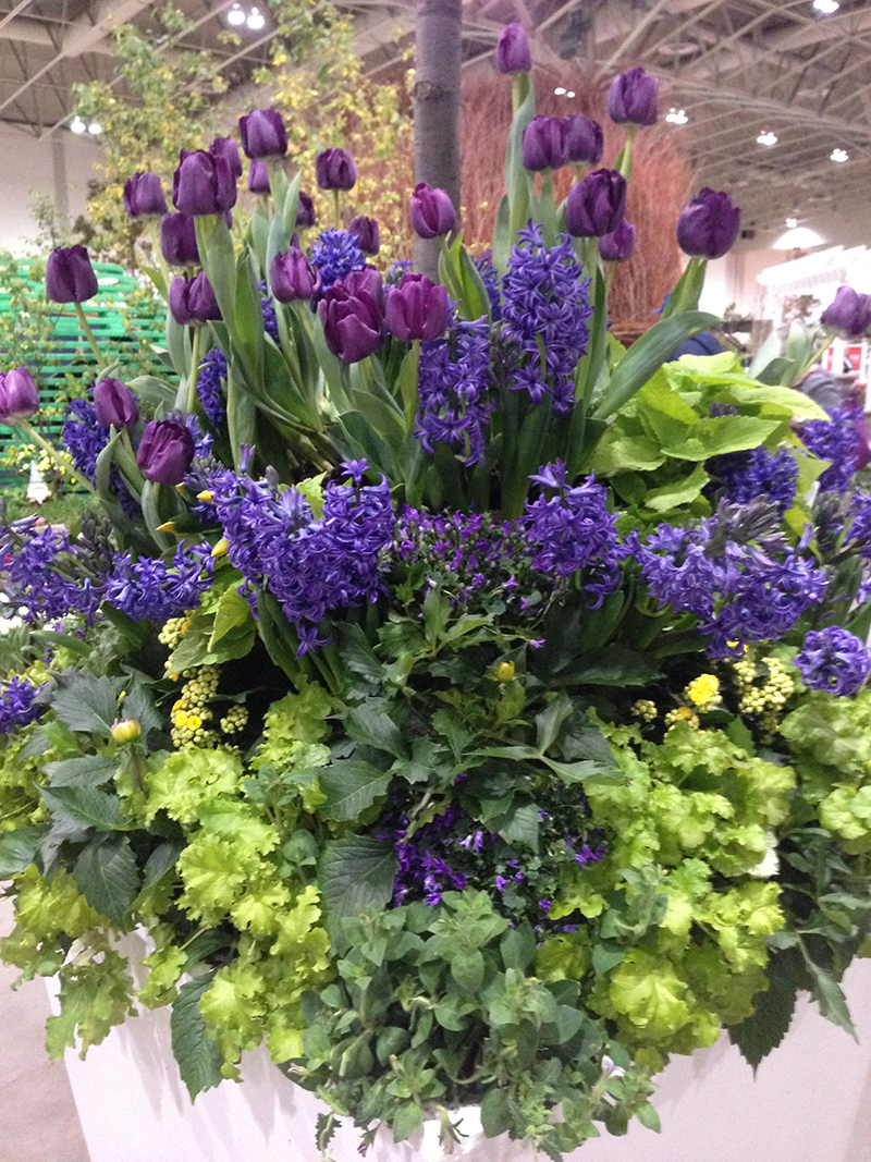 tips-for-designing-with-bulbs-amazing-bearded-iris-benefits-of-fall