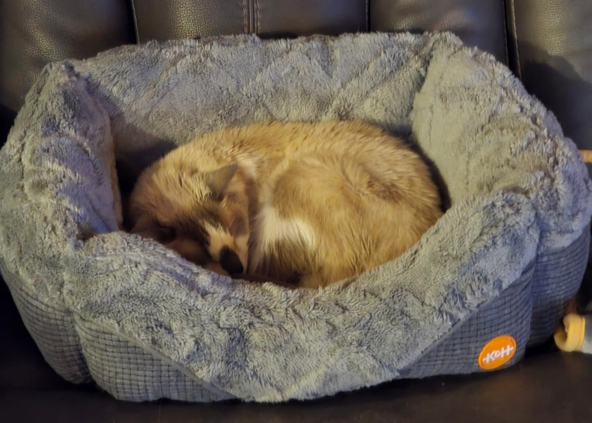 Ms. Kitty, a senior Siamese cat, sleeping in a cat bed. 