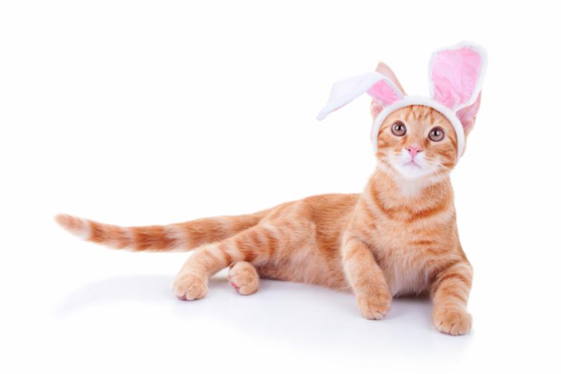 easter_bunny_cat.jpg