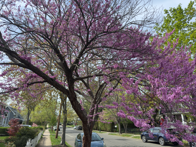 Redbud tree