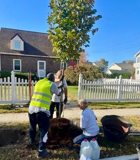 shade tree commission plants new trees in town