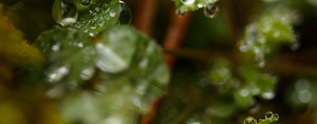 close up of forest leaves with water droplets