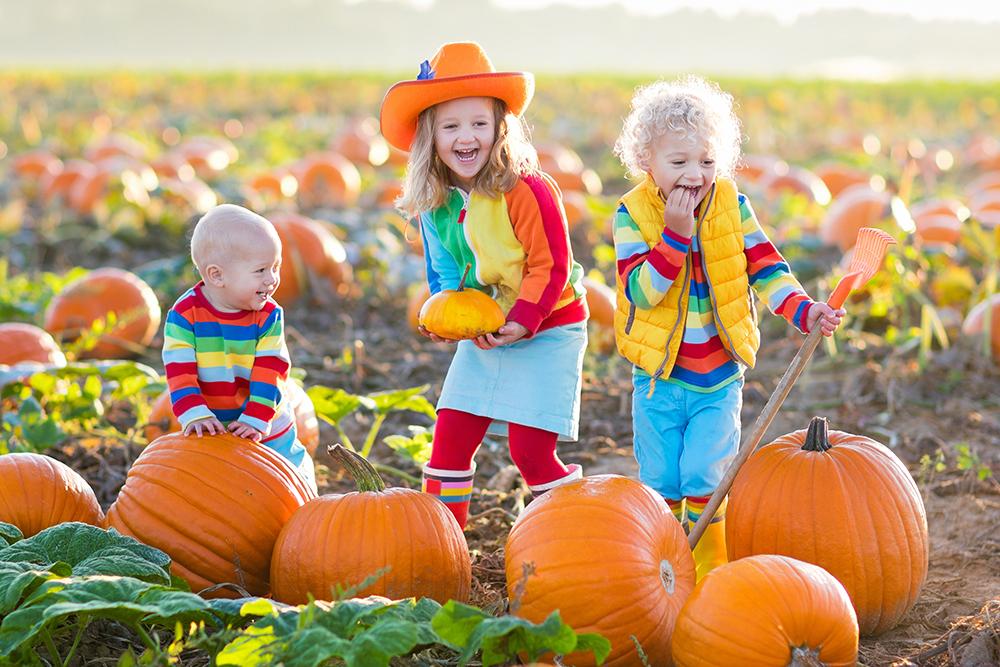 Three children picking pumpkins