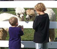 Children petting alpacas