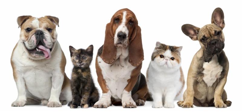 Nassau County Animal Services