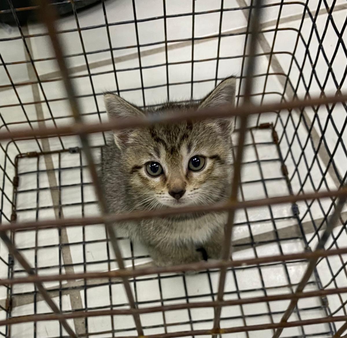 Dear , Photos and descriptions of dogs, cats, adoption events!