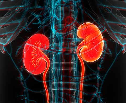 Location and function of the kidneys