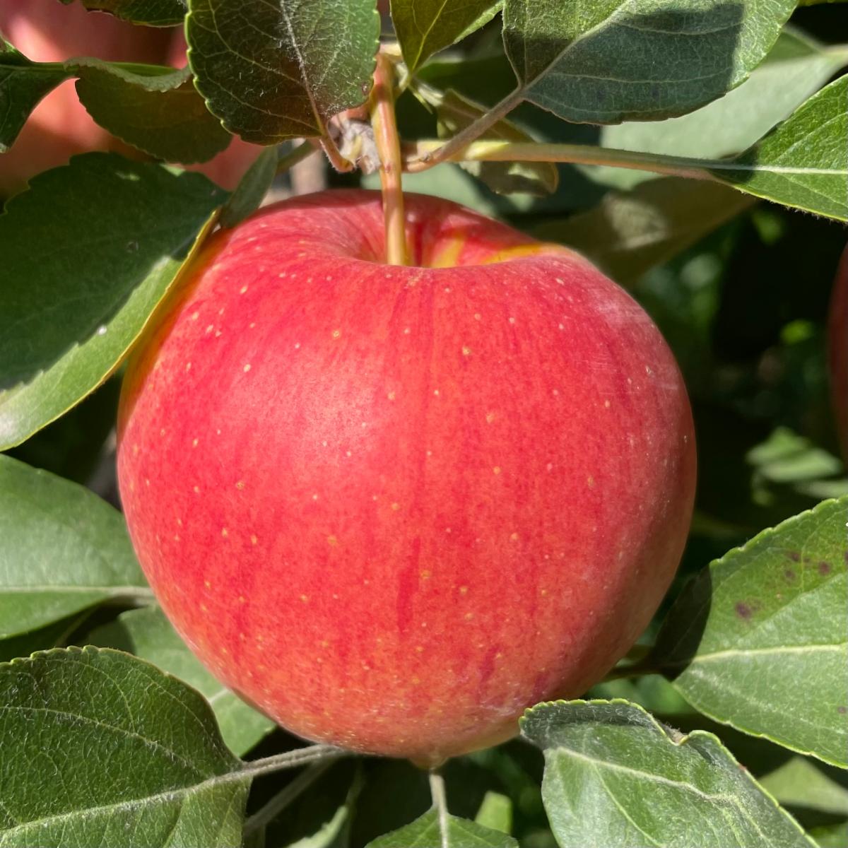Still Picking Honeycrisp, Fuji, Jonathan & Apples!