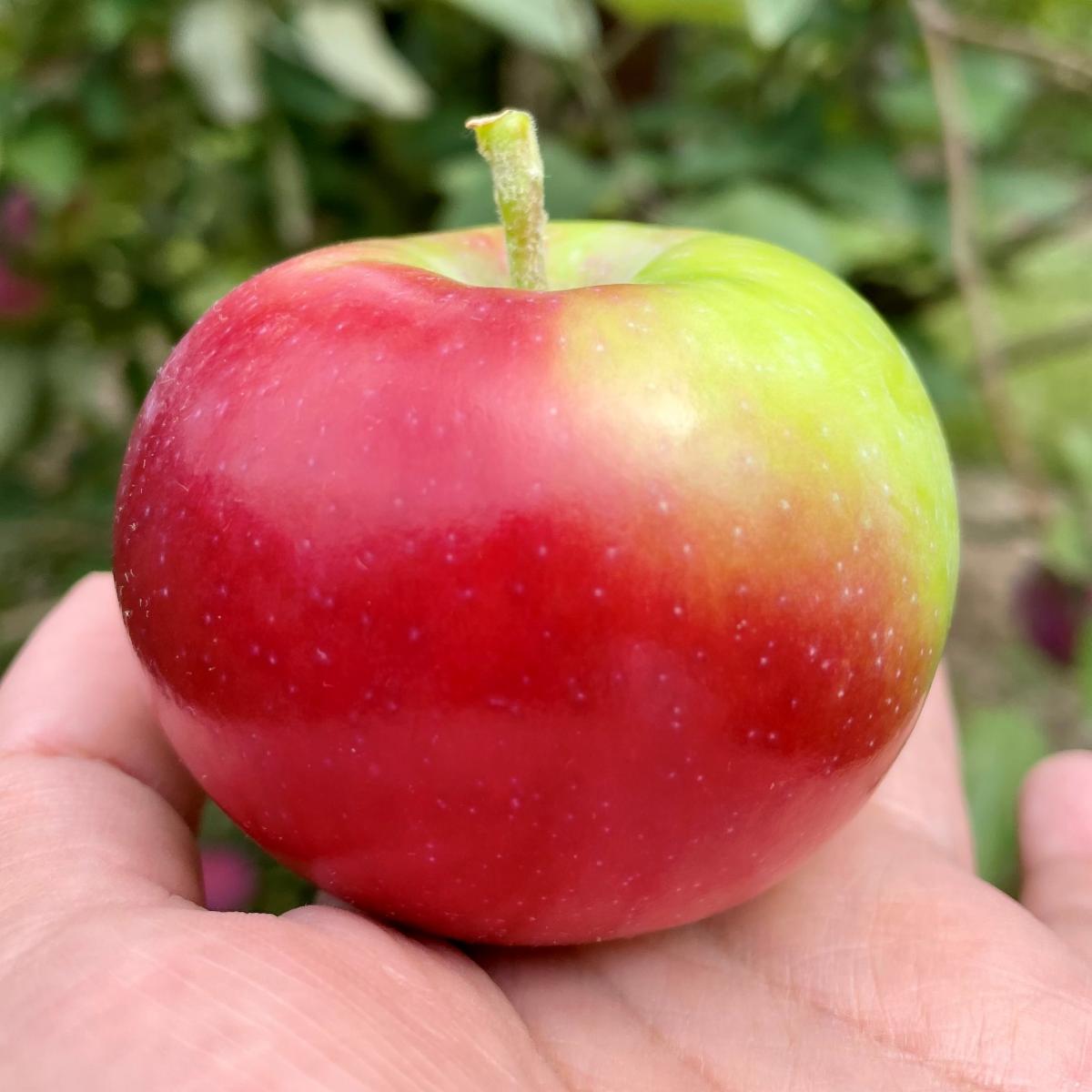 PickYourOwn Premier Honeycrisp Apples! 🍎