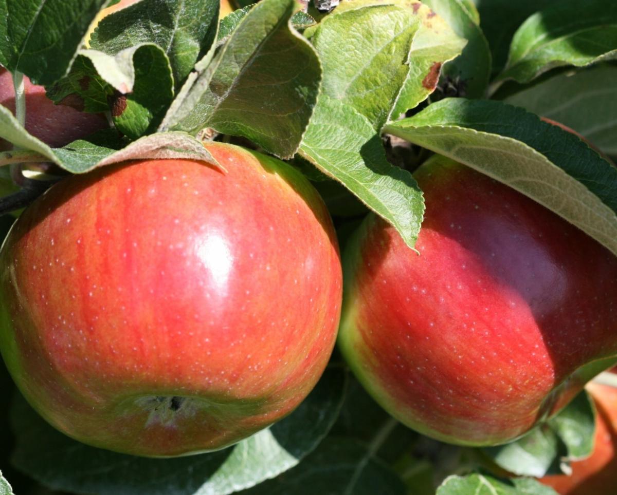 PickYourOwn Premier Honeycrisp Apples! 🍎