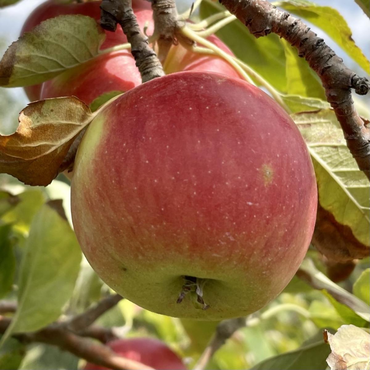 Still Picking Honeycrisp, Fuji, Jonathan & Apples!