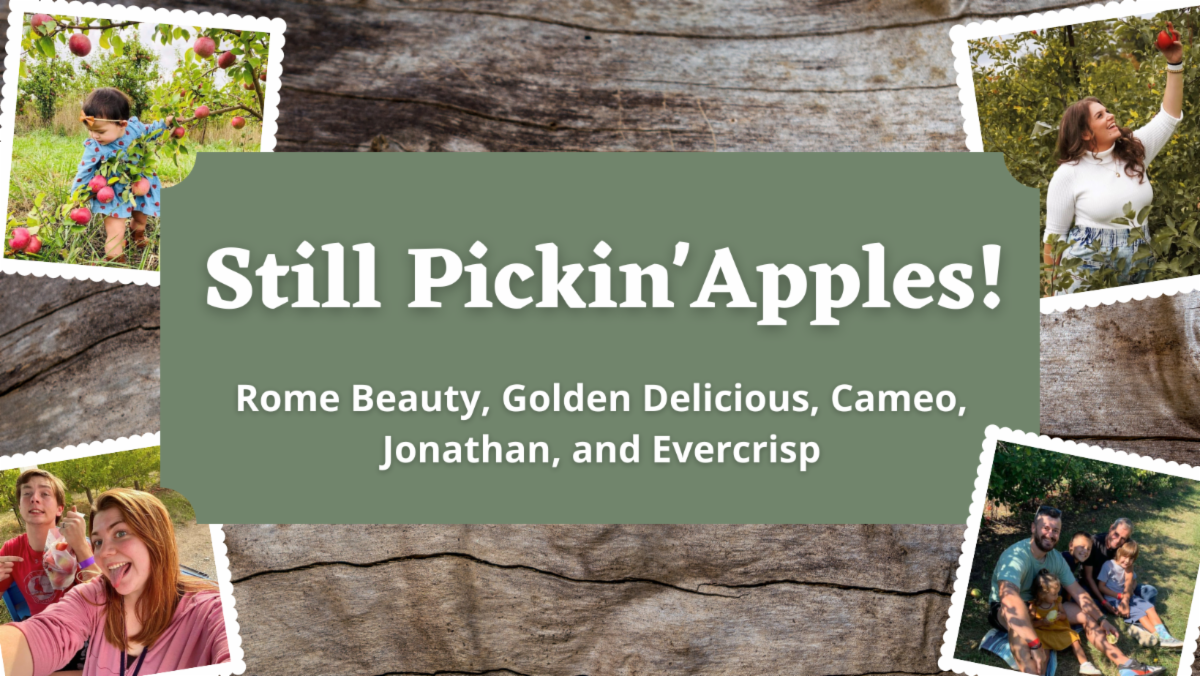 We Are Still Picking Apples in the Wide Open Spaces of Apple Holler!
