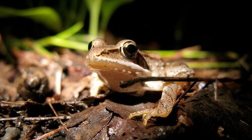 frog.jpg