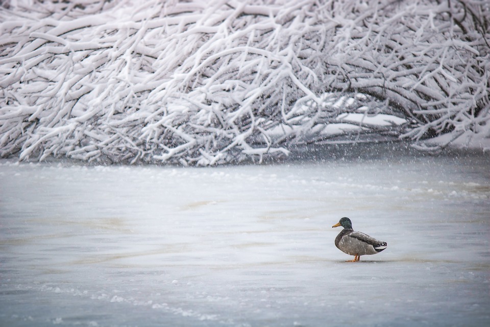 winter-3987198_960_720.jpg
