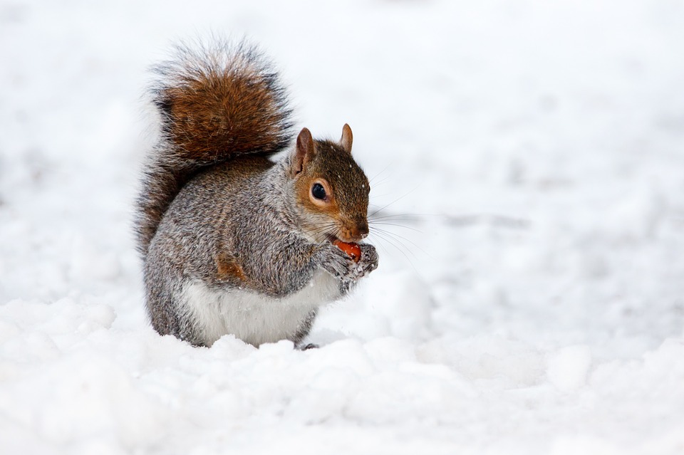 snow-17854_960_720.jpg