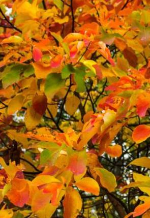 colorful_leaves_on_tree.jpg