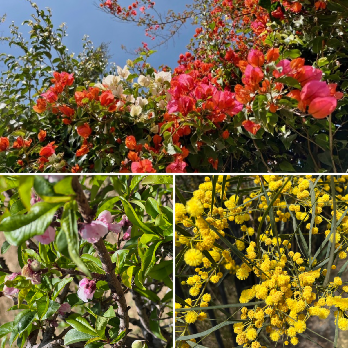 Springtime flowers in Southwest Saudi Arabia