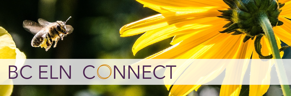 A bumblebee approaches a yellow flower in the sunshine. Text overlay reads BC ELN Connect.