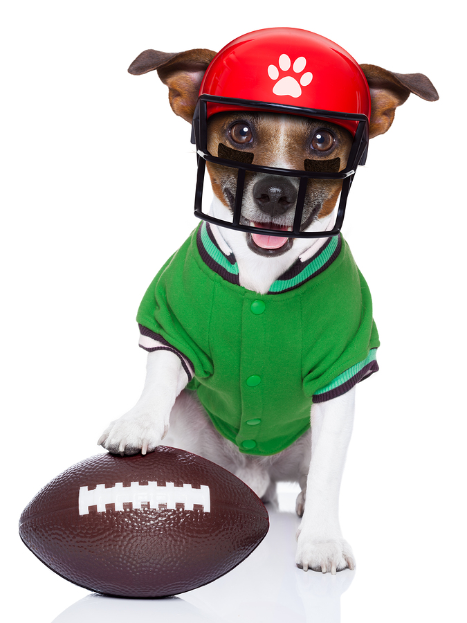 sporty rugby dog with a big sport ball isolated on white background wearing american football helmet
