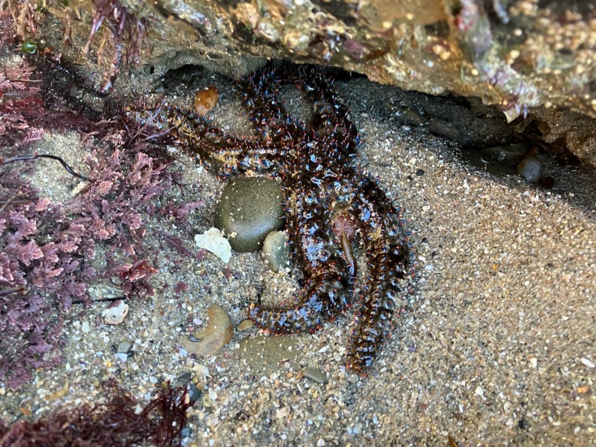 Close-up of a rainbow sea star, with long, knobby, and color-shifting limbs sprawled on the sand.
