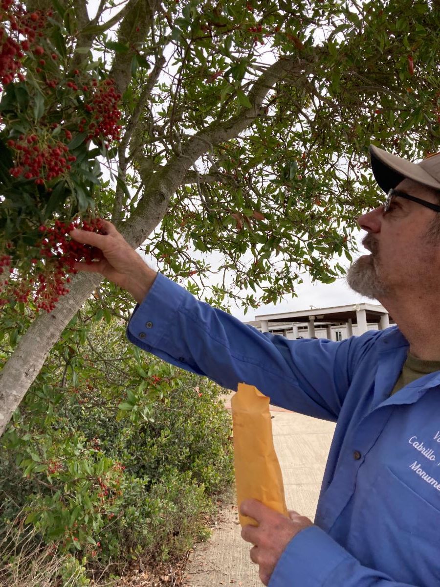 VIP Greg collecting Toyon seeds by the Visitor Center. 
