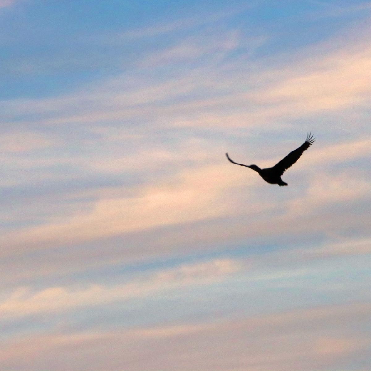 A cormorant with widespread wings flies into the pastel blue and pink cloudy sky.  