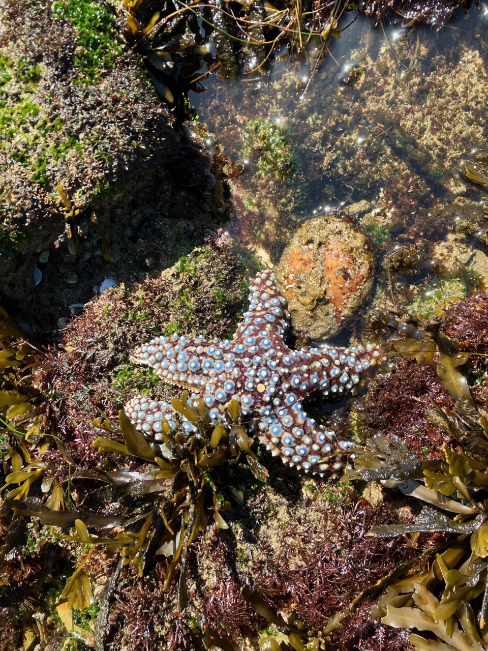 Among the algae-covered rocks, a bright blue and orange knobby sea star sits in the center of a tidepool. 
