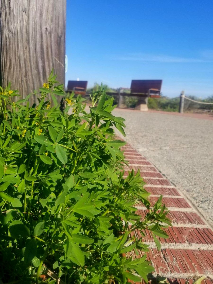 Tall patch of four-leafed clover by the walkway close to the Cabrillo Statue. 