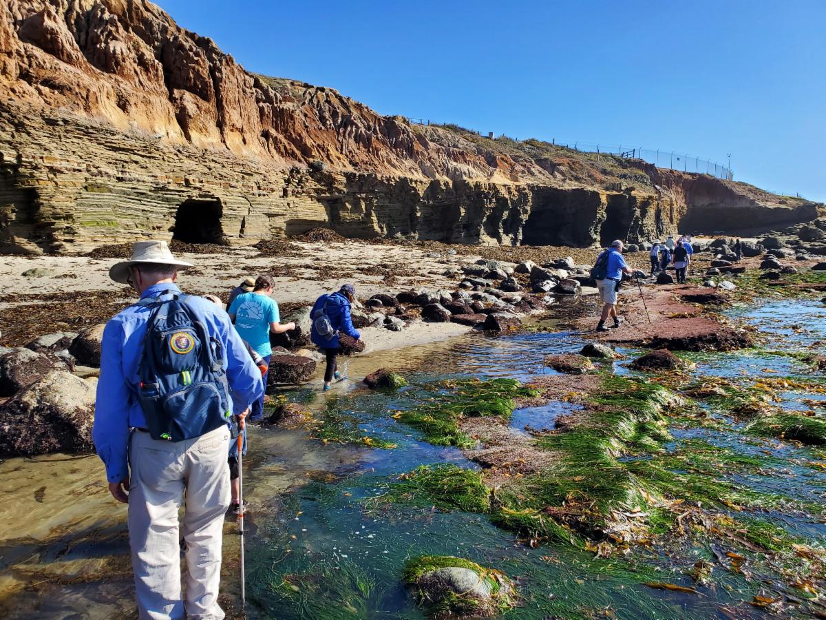 VIPs in the low-tide tidepools help guide volunteers from the Birch Aquarium.