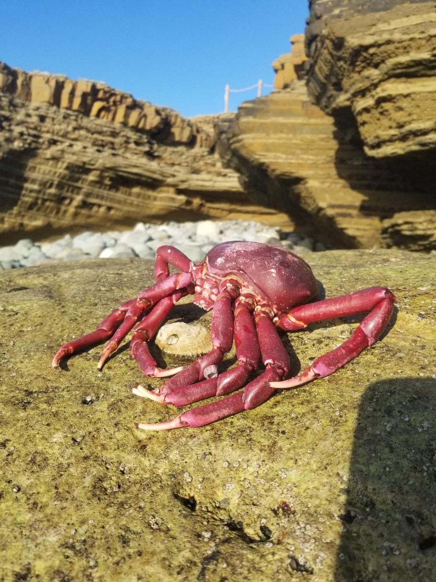 Shell of Globose Kelp Crab (Taliepus nuttallii) found on a rock.