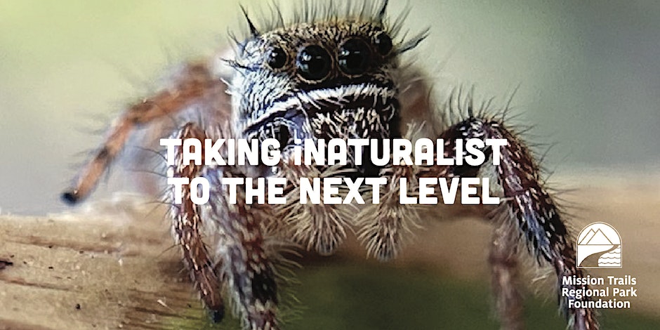 Text reads "Taking iNaturalist to the Next Level | Mission Trails Regional Park Foundation" over a close-up photo of a fluffy brown spider.