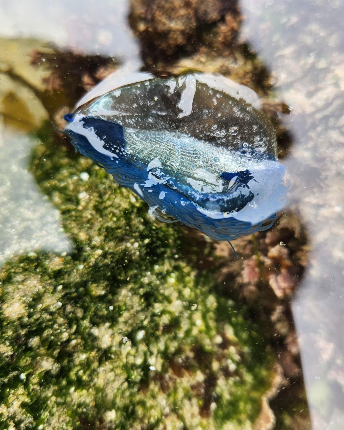 Close-up photo of a bright blue By-the-Wind Sailor floating in front of green algae. 