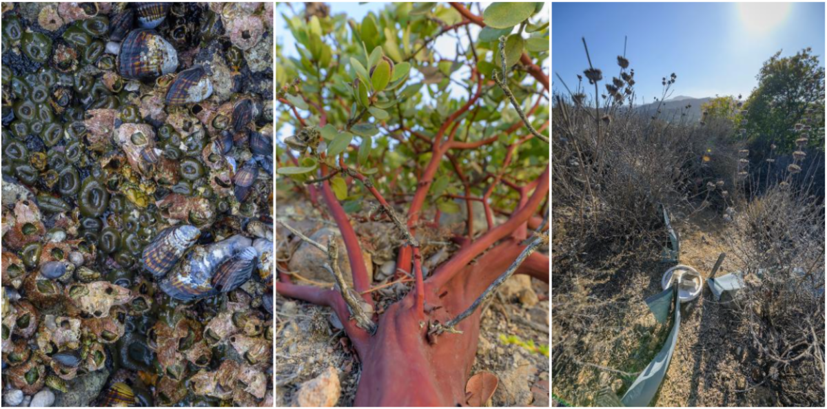 In the left, close-up of tidepool rocks covered by algae, rockweed, mussels, and thatched barnacles. In the center, close-up of the endangered Santa Rosa Island manzanita's distinctive red bark. In the right, a snake monitoring station is set up on the rocky ground between the branches of dry bushes. 