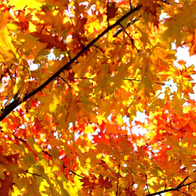 Photo of red leaves on tree branches