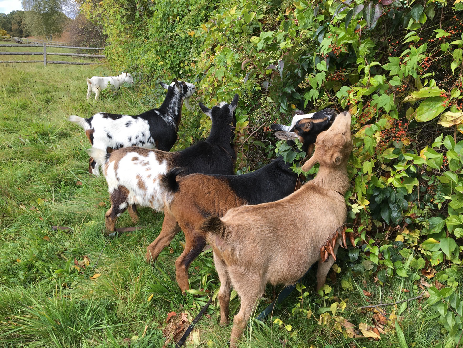 Photo of goats at Chiesa Farm