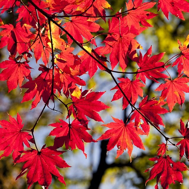 Photo of red leaves on tree branches