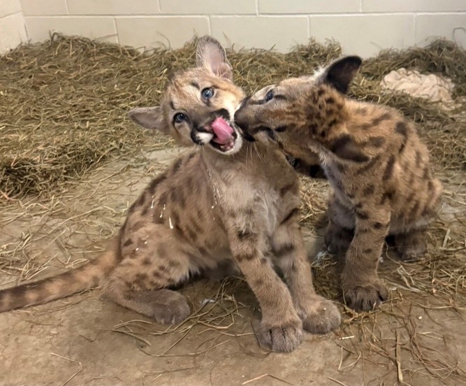 two new Mountain Lions at the Zoo