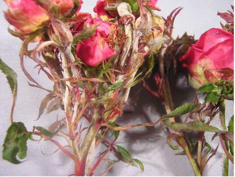 Powdery Mildew on Rose