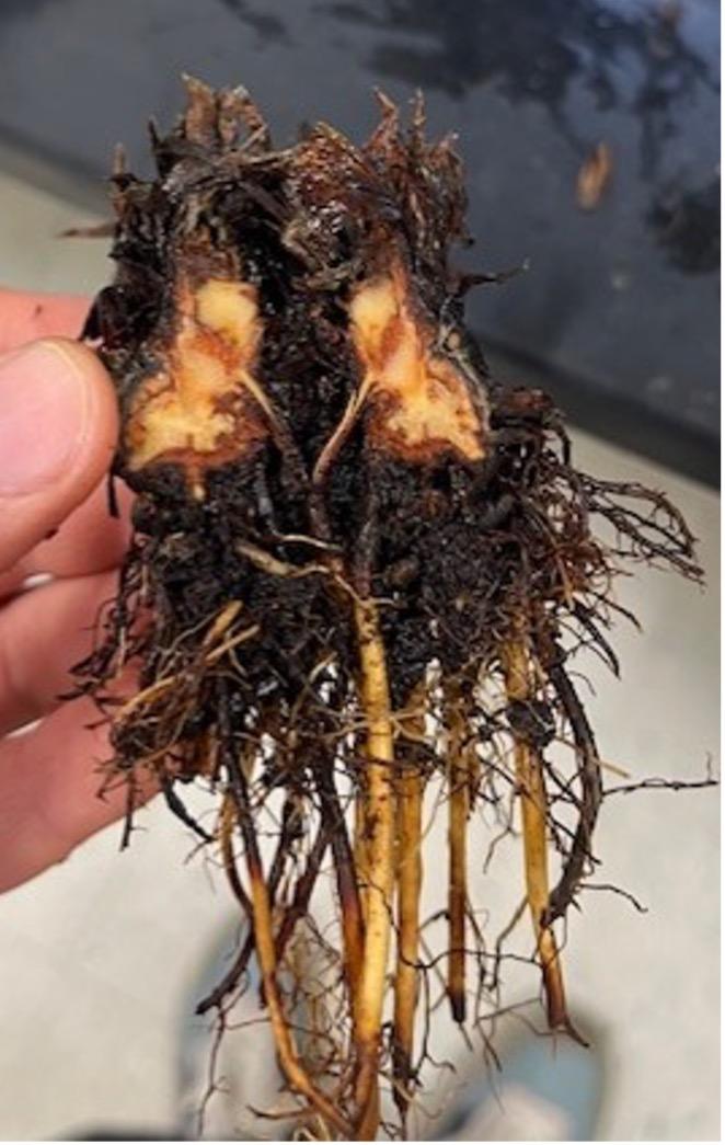 Anthracnose Crown Rot of Strawberry