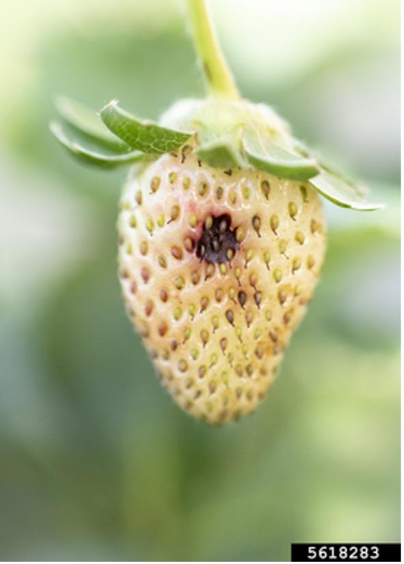 Anthracnose Fruit Rot  on Immature Strawberry, white berry with a dark spot