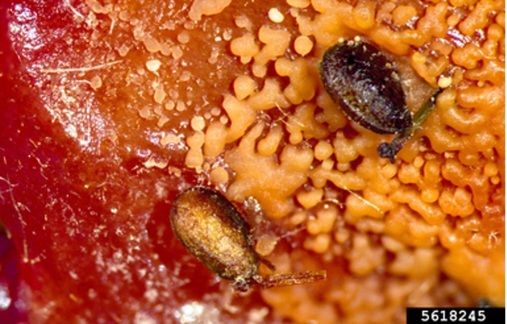 Salmon Colored Colletotrichum Spore Masses on Strawberry Fruit 