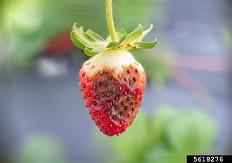 Symptoms of Anthracnose Fruit Rot  on Strawberry, berry has spots of gray/brown