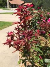 Elongated and Red Stems of Rose Infected with RRV