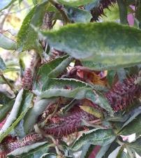 Excessive Thorniness on a Rose Infected with RRV