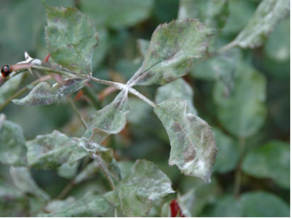Powdery Mildew on Rose Leaves