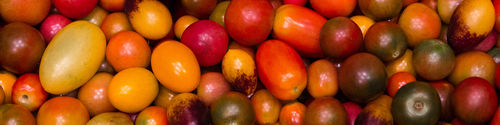 Tomatoes small
