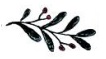 Sprig